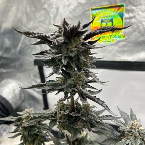 Americhem Dream growlog timeline photo