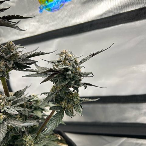 Americhem Dream growlog timeline photo