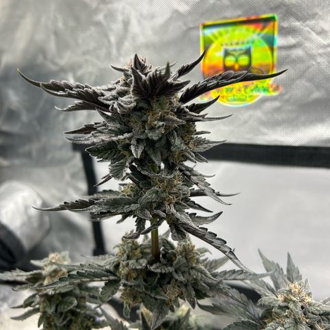 Americhem Dream growlog timeline photo