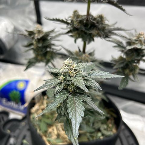 Americhem Dream growlog timeline photo