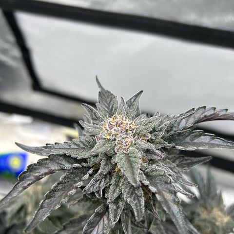 Americhem Dream growlog timeline photo