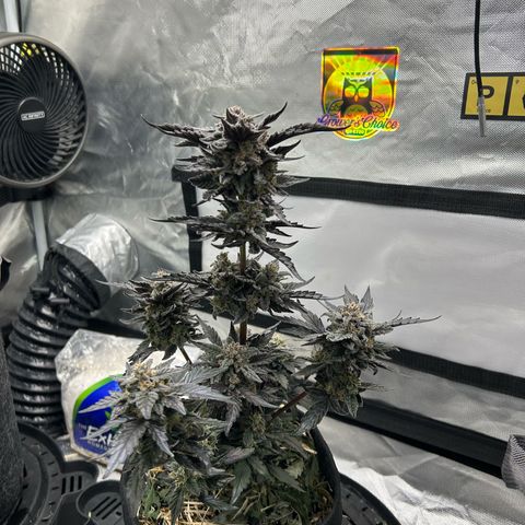 Americhem Dream growlog timeline photo