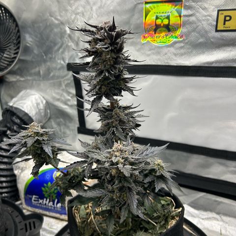 Americhem Dream growlog timeline photo