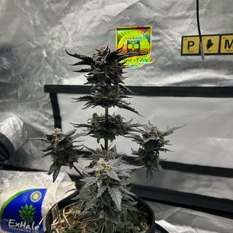 Americhem Dream growlog timeline photo