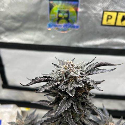 Americhem Dream growlog timeline photo