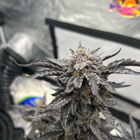 Americhem Dream growlog timeline photo