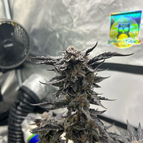 Americhem Dream growlog timeline photo