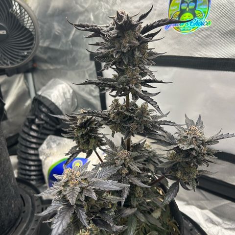 Americhem Dream growlog timeline photo