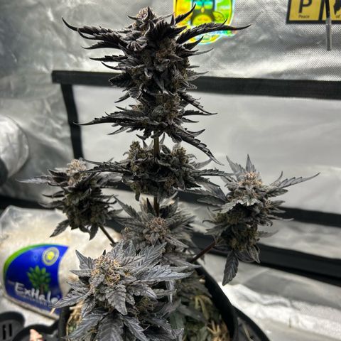 Americhem Dream growlog timeline photo
