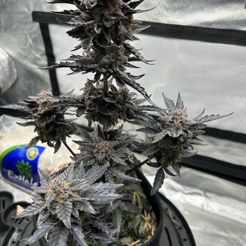 Americhem Dream growlog timeline photo