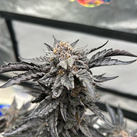 Americhem Dream growlog timeline photo