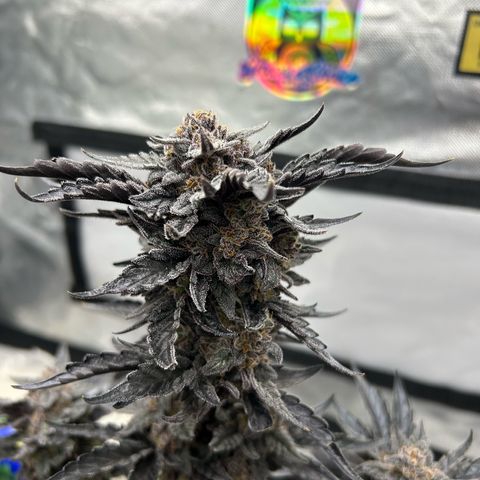 Americhem Dream growlog timeline photo