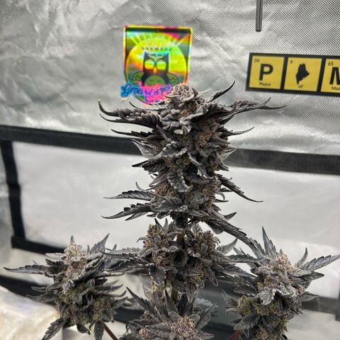 Americhem Dream growlog timeline photo