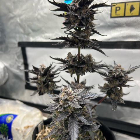 Americhem Dream growlog timeline photo