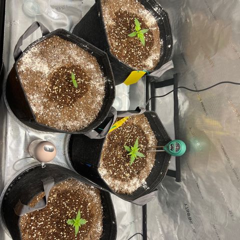 White Widow Auto #1 - #4 growlog timeline photo