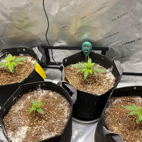 White Widow Auto #1 - #4 growlog timeline photo