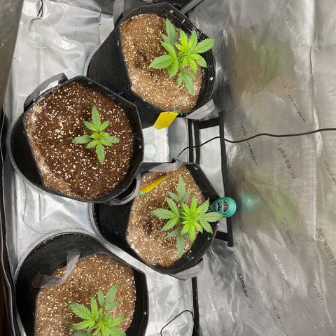 White Widow Auto #1 - #4 growlog timeline photo