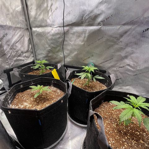 White Widow Auto #1 - #4 growlog timeline photo