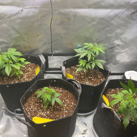 White Widow Auto #1 - #4 growlog timeline photo