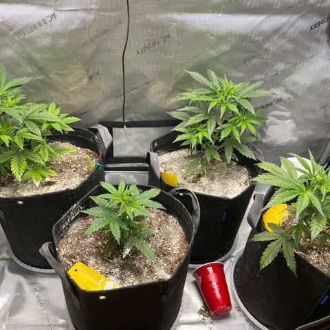 White Widow Auto #1 - #4 growlog timeline photo