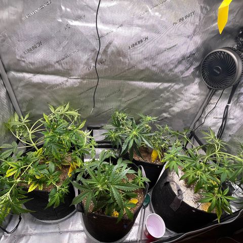 White Widow Auto #1 - #4 growlog timeline photo