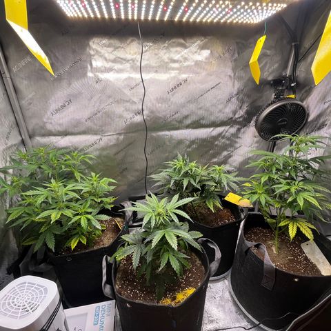 White Widow Auto #1 - #4 growlog timeline photo