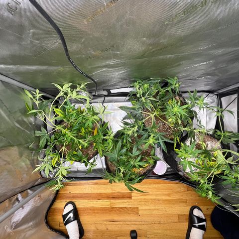 White Widow Auto #1 - #4 growlog timeline photo