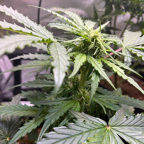 White Widow Auto #1 - #4 growlog timeline photo