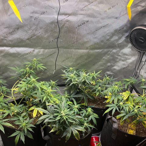 White Widow Auto #1 - #4 growlog timeline photo