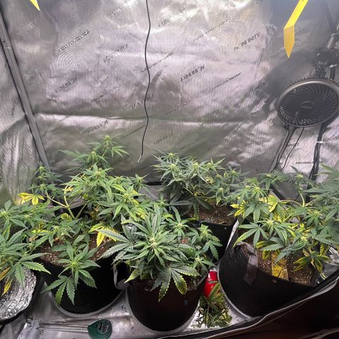 White Widow Auto #1 - #4 growlog timeline photo