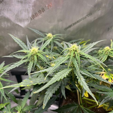 White Widow Auto #1 - #4 growlog timeline photo