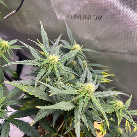 White Widow Auto #1 - #4 growlog timeline photo