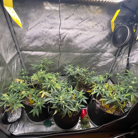White Widow Auto #1 - #4 growlog timeline photo