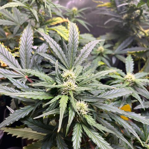 White Widow Auto #1 - #4 growlog timeline photo