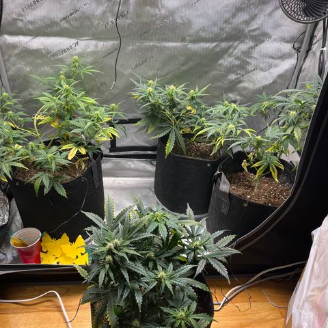 White Widow Auto #1 - #4 growlog timeline photo