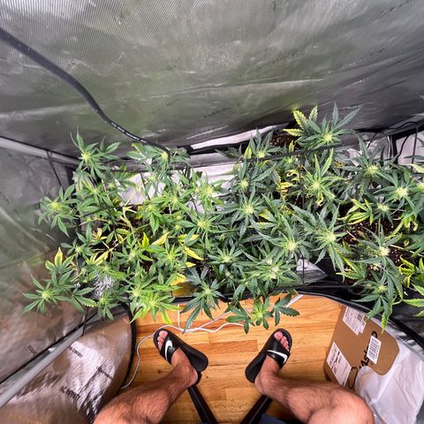 White Widow Auto #1 - #4 growlog timeline photo