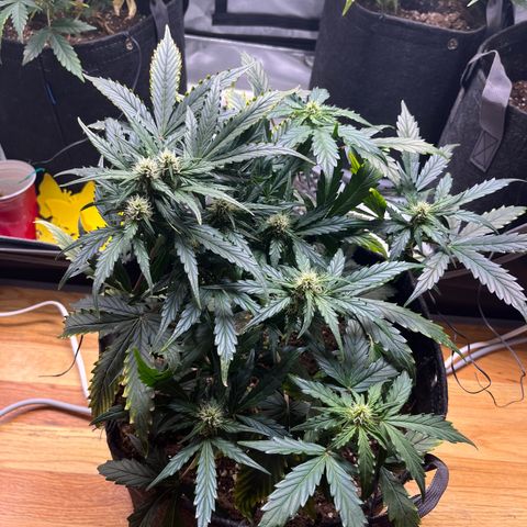White Widow Auto #1 - #4 growlog timeline photo