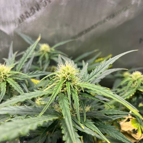 White Widow Auto #1 - #4 growlog timeline photo