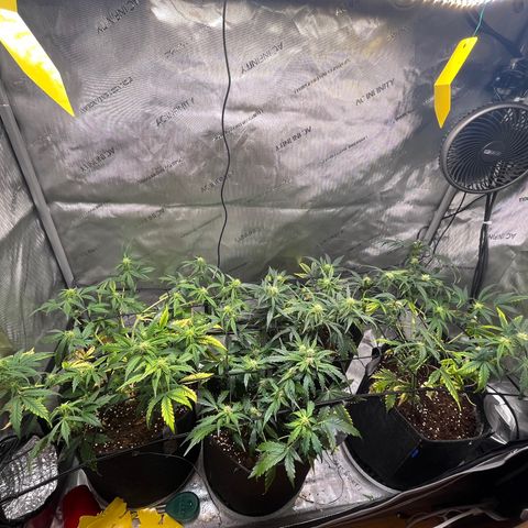White Widow Auto #1 - #4 growlog timeline photo