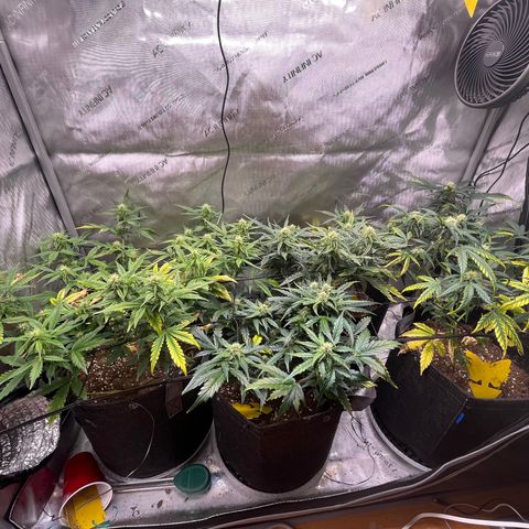 White Widow Auto #1 - #4 growlog timeline photo