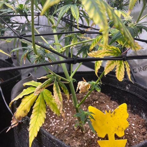 White Widow Auto #1 - #4 growlog timeline photo