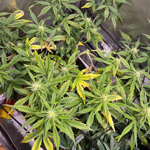 White Widow Auto #1 - #4 growlog timeline photo