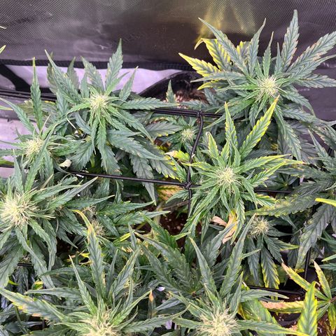 White Widow Auto #1 - #4 growlog timeline photo