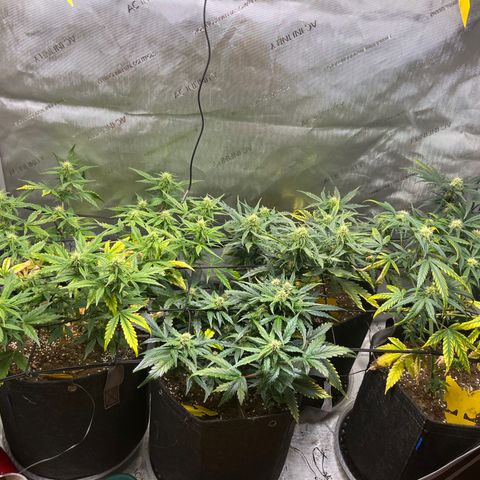 White Widow Auto #1 - #4 growlog timeline photo
