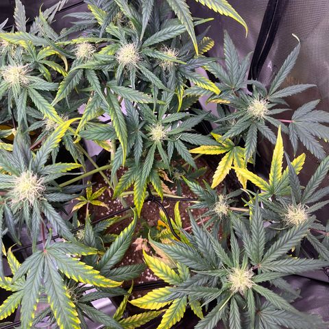 White Widow Auto #1 - #4 growlog timeline photo