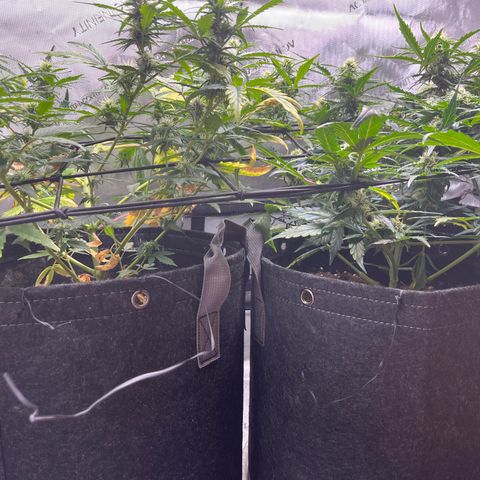 White Widow Auto #1 - #4 growlog timeline photo