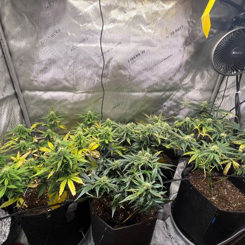 White Widow Auto #1 - #4 growlog timeline photo