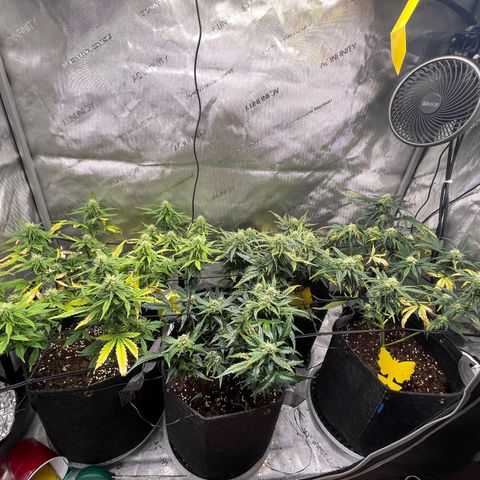 White Widow Auto #1 - #4 growlog timeline photo