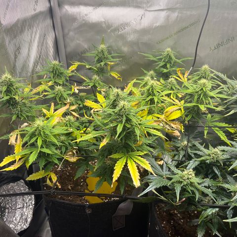 White Widow Auto #1 - #4 growlog timeline photo