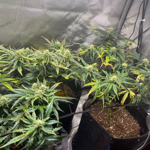 White Widow Auto #1 - #4 growlog timeline photo